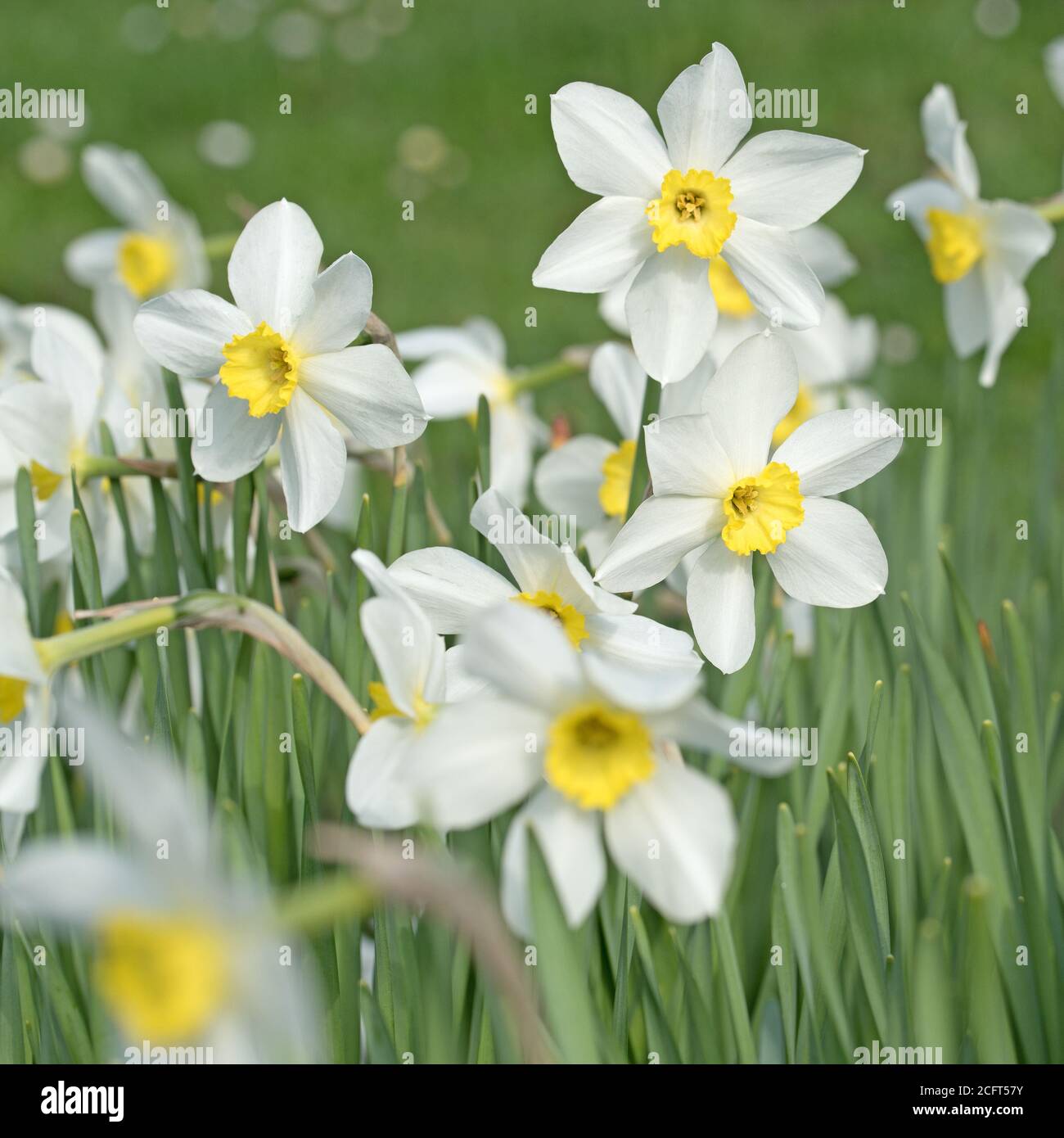 Blooming white daffodils in spring Stock Photo