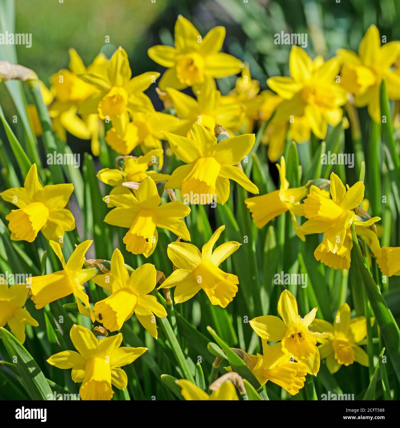 Blooming yellow daffodils in spring Stock Photo