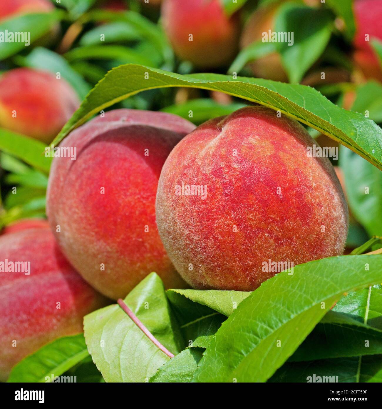 Ripe peaches on the tree Stock Photo
