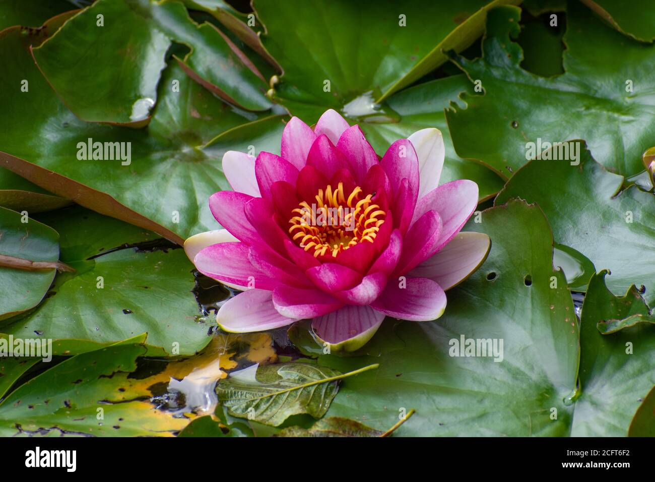 Beautiful lotus flower, pink nymphaea alba or water lily among green leaves with yellow pollen Stock Photo