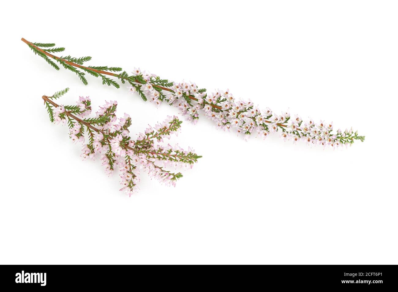 Flowering common heather isolated on white background. Calluna vulgaris Stock Photo