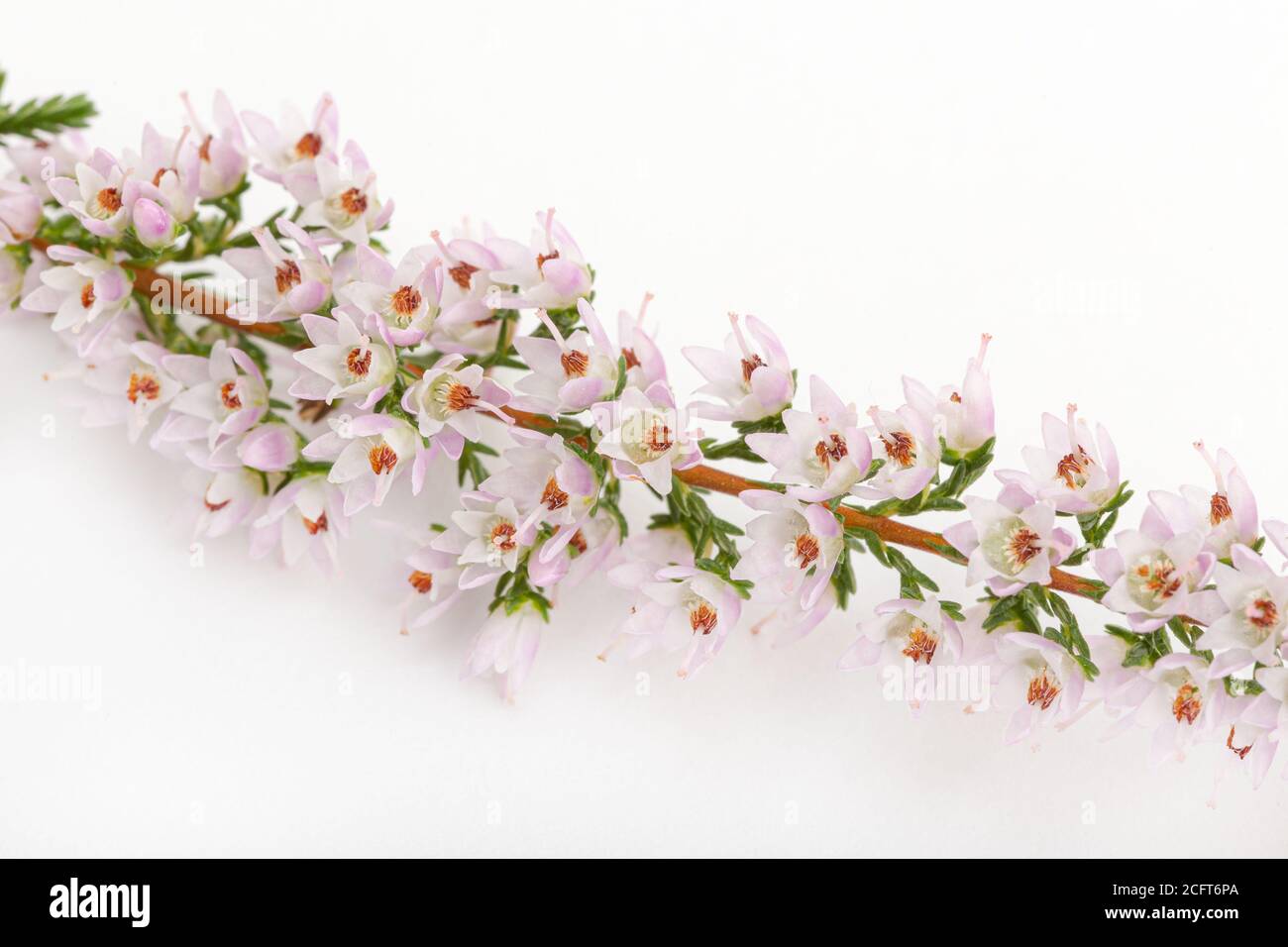 Detail of Flowering common heather isolated on white background. Calluna vulgaris Stock Photo