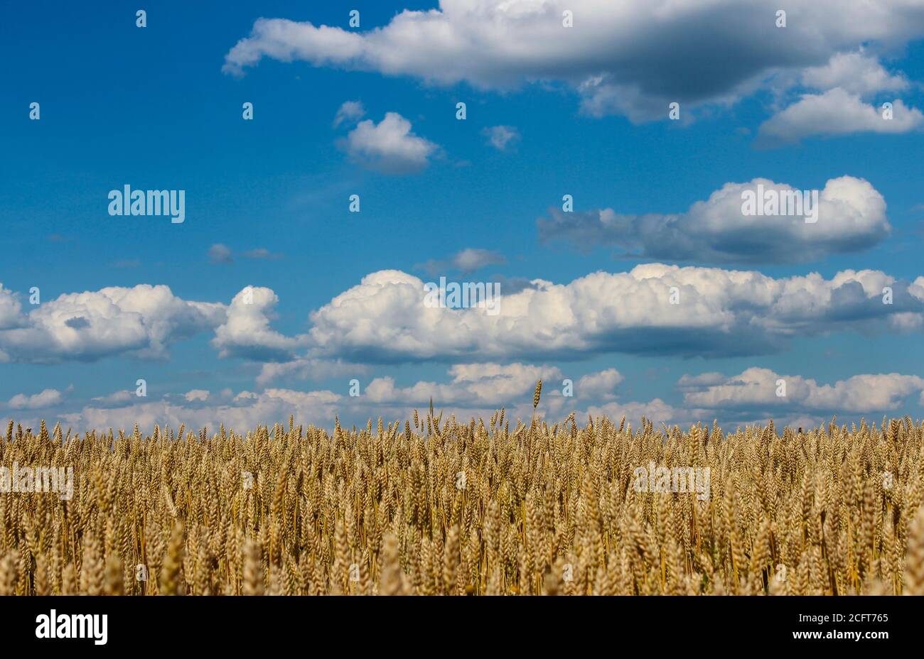 Landscape with a view of a wheat field and sky with clouds Stock Photo ...