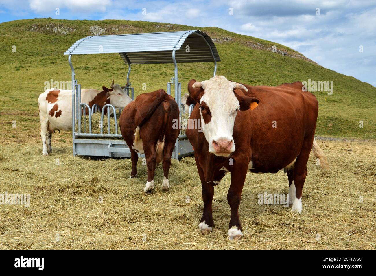 A herd of dairy cows eating hay in the mountain. Stock Photo