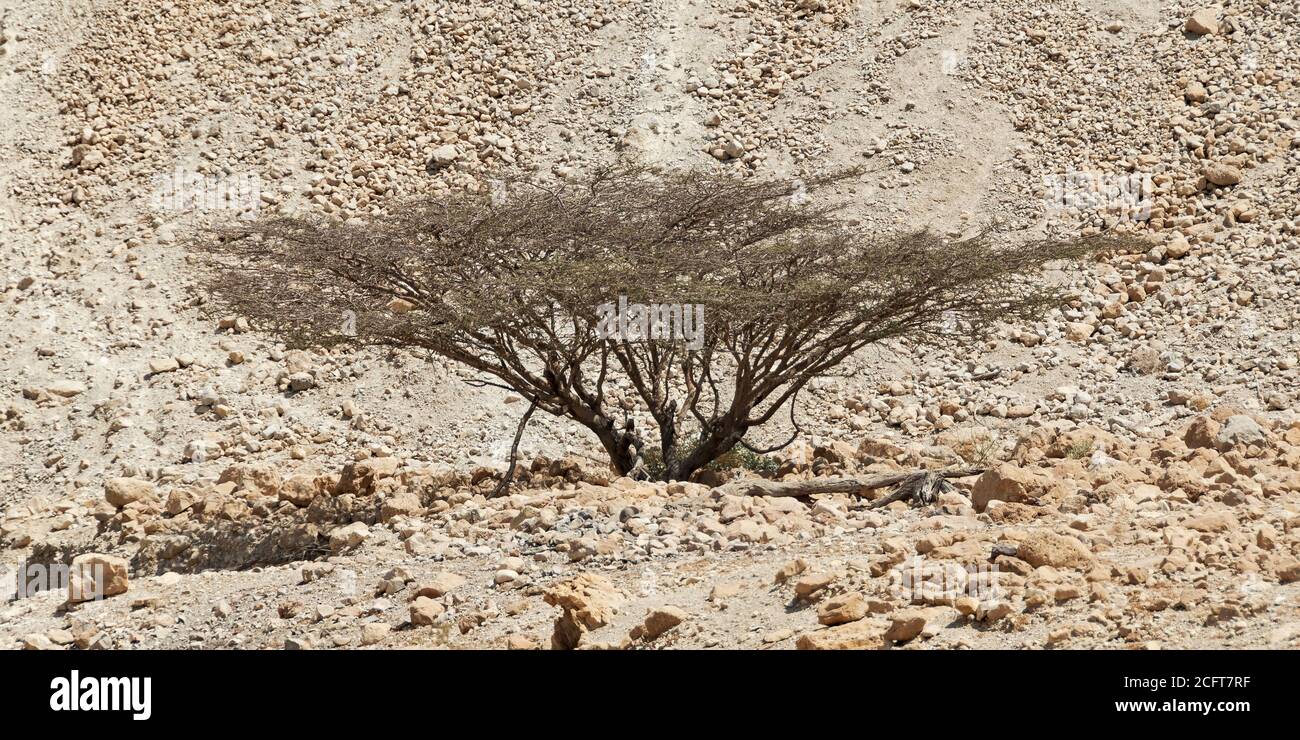 a summer dormant leafless umbrella thorn acacia in the david stream in the ein gedi reserve in israel with a rocky hillside in the background Stock Photo