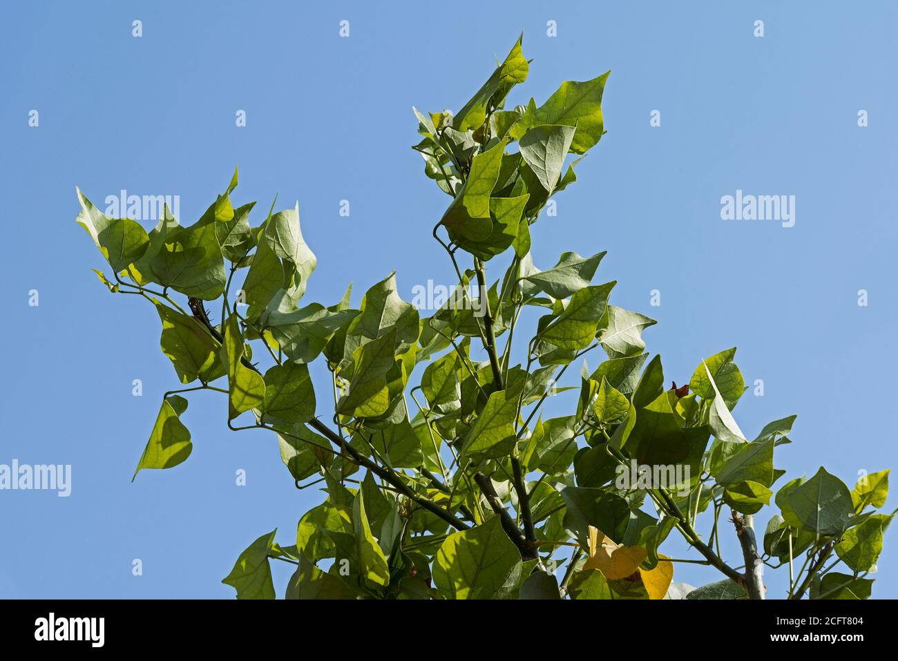 top of a coral tree showing new and old leaves on a background of clear blue sky Stock Photo