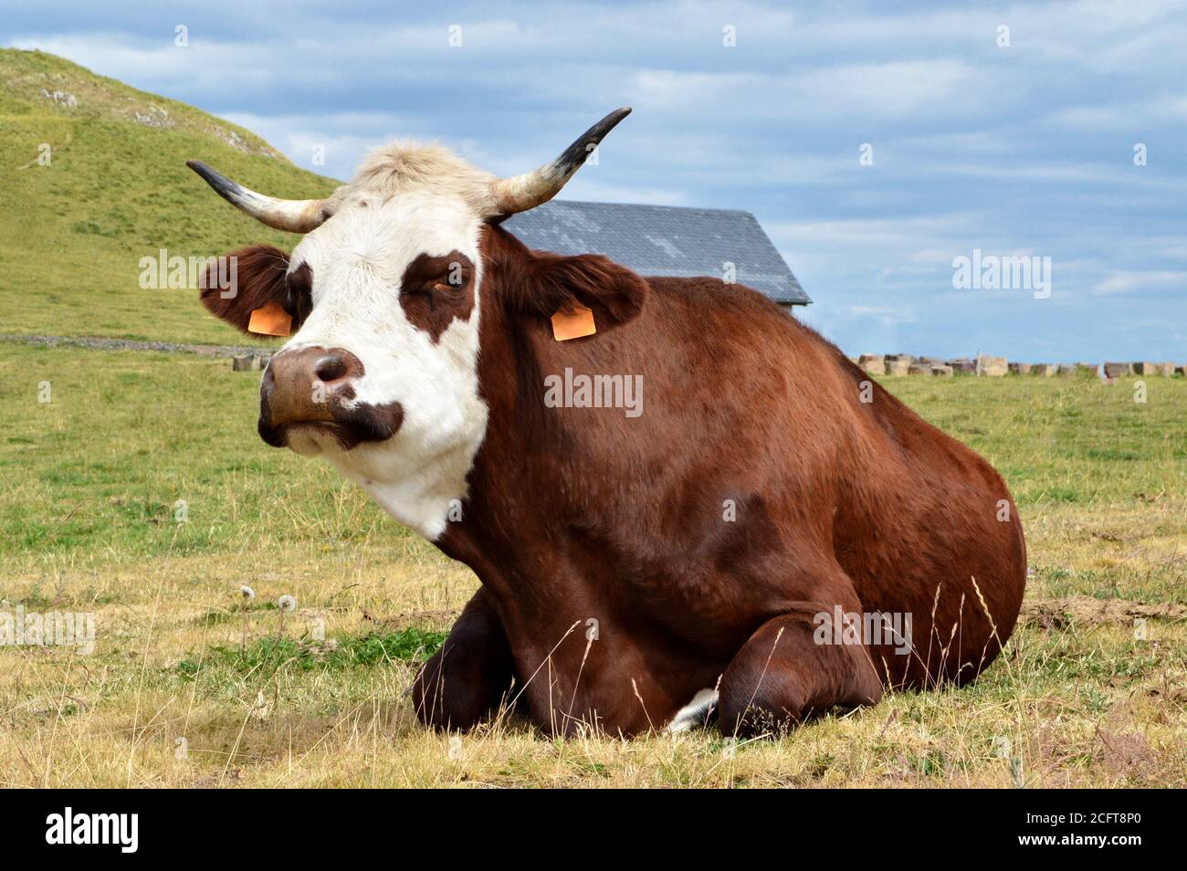 Beautiful mountain cow in a meadow. It is a breed of dairy cow. Stock Photo