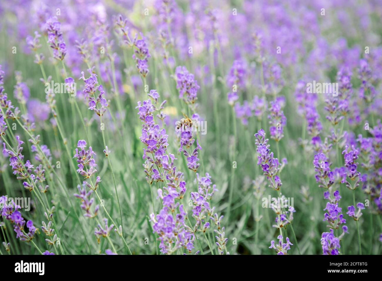 Lavender bushes flower field background. Harvesting of lavender Flowers