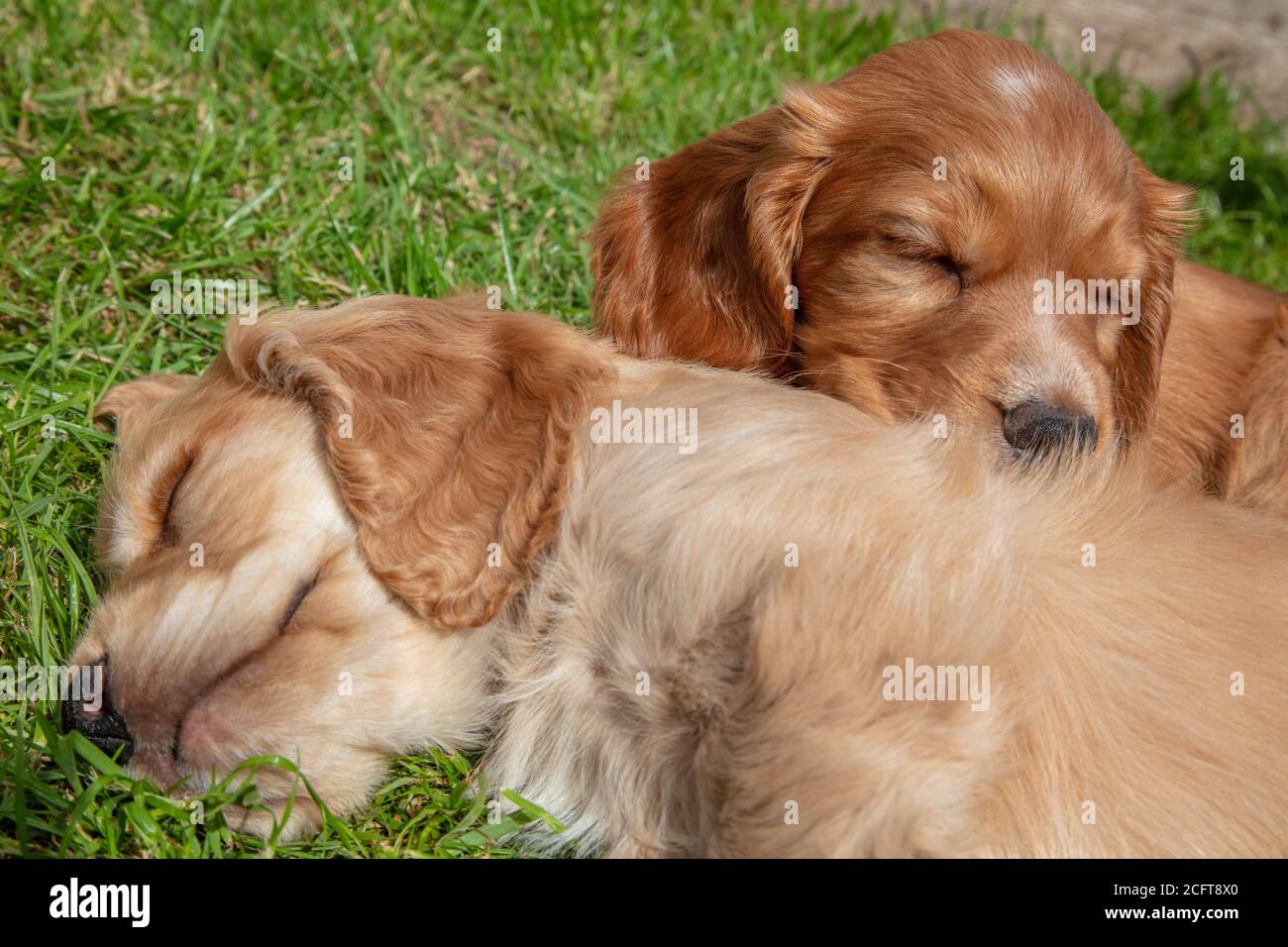 Cute brown puppy dogs sleeping in sunshine on grass Stock Photo