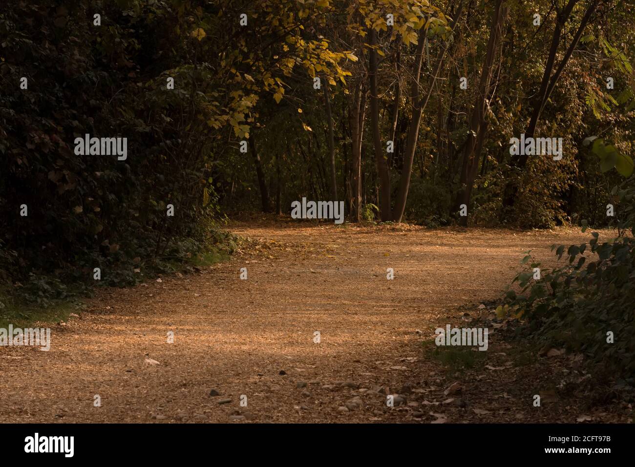 Leaf strewn path in autumn hires stock photography and images