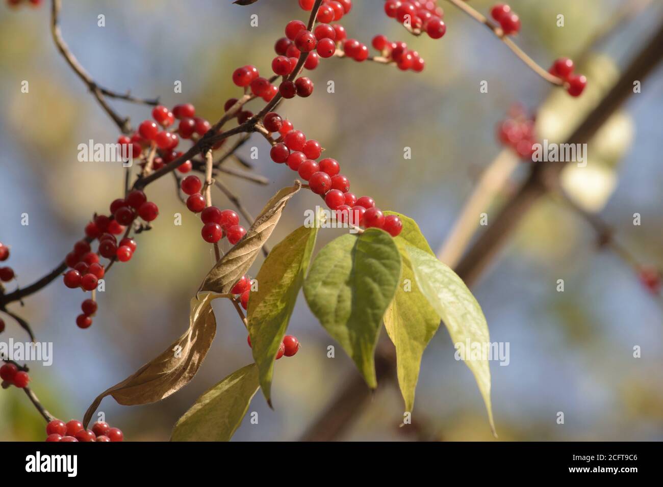 Red berries in autumn Lonicera xylosteum or Dwarf Honeysuckle or European Fly Honeysuckle Stock Photo
