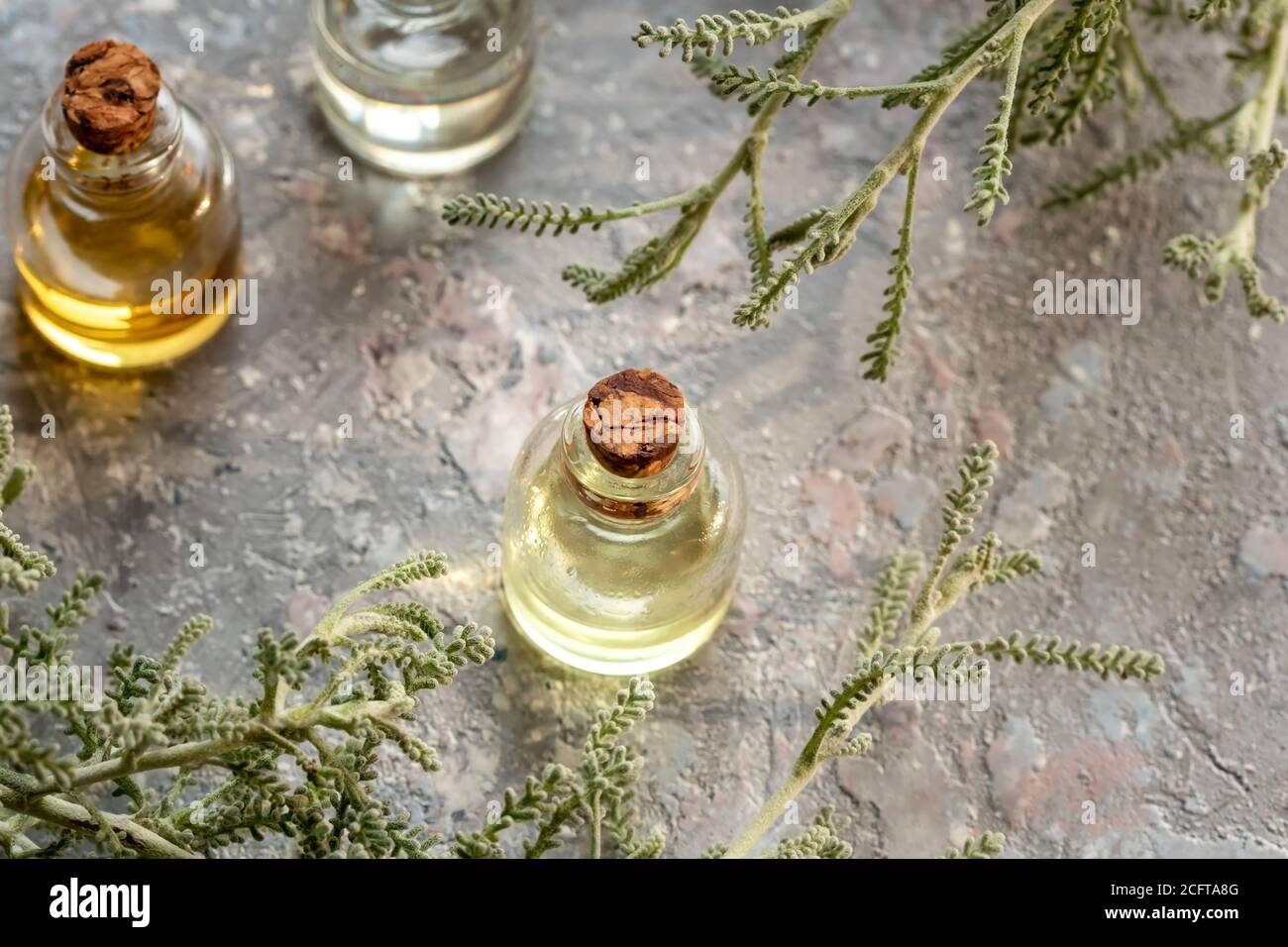 A bottle of essential oil with Santolina chamaecyparissus twigs Stock Photo