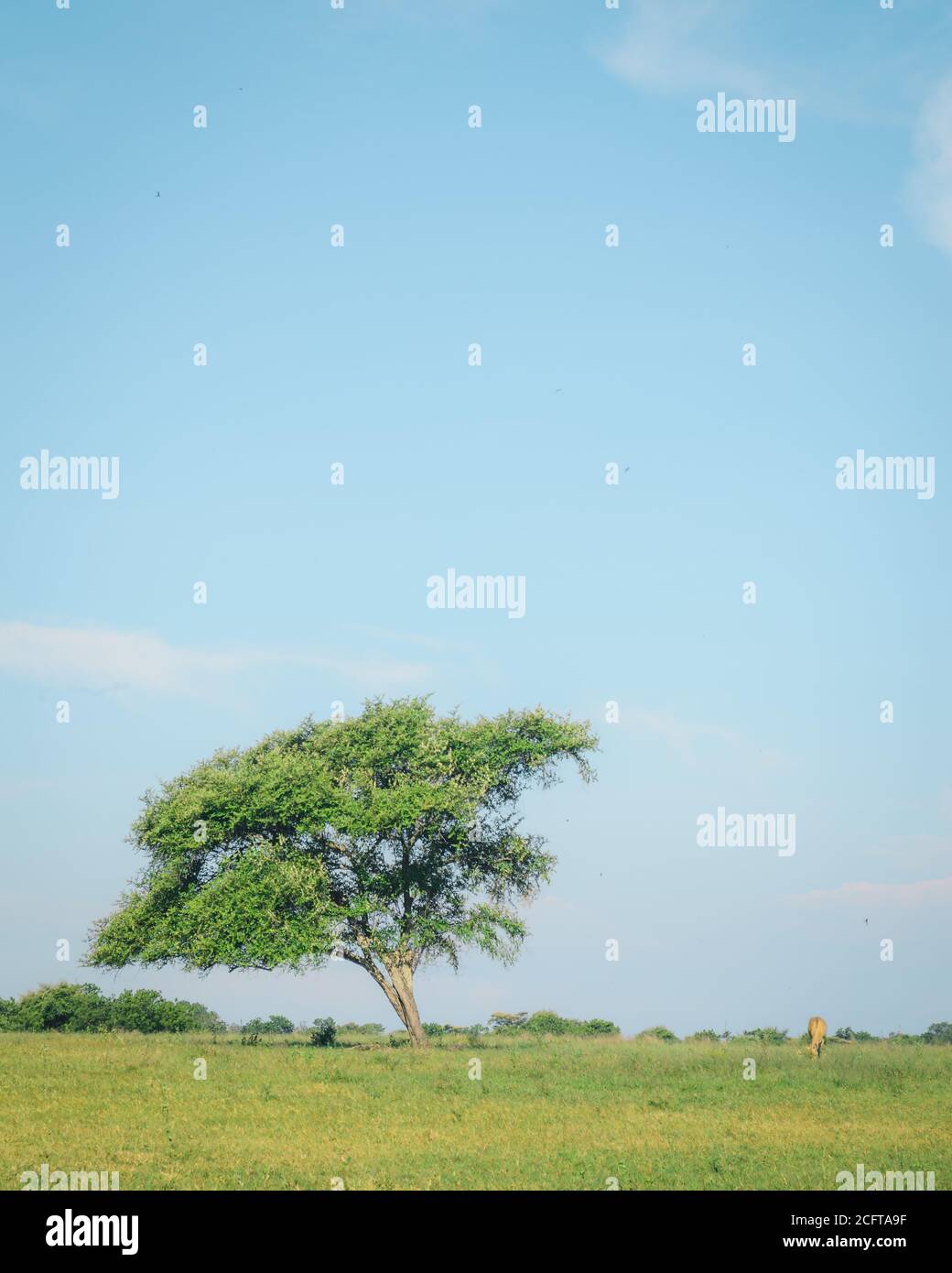 A single tree in Baluran National Park, Banyuwangi, Indonesia Stock Photo