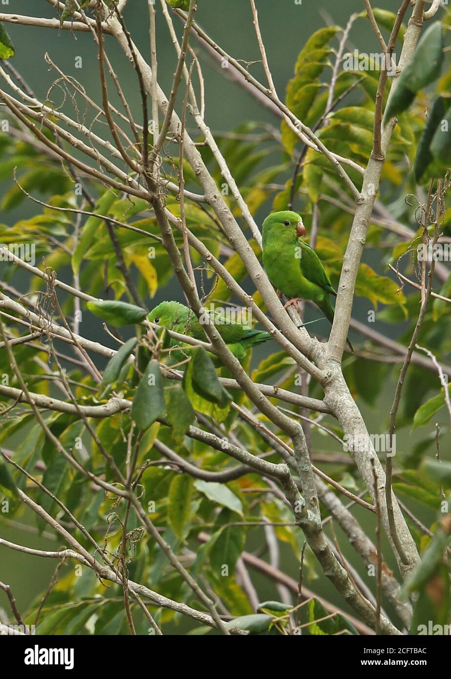 Plain Parakeet (Brotogeris tirica) two adults perched in tree  REGUA, Atlantic Rainforest, Brazil         July Stock Photo