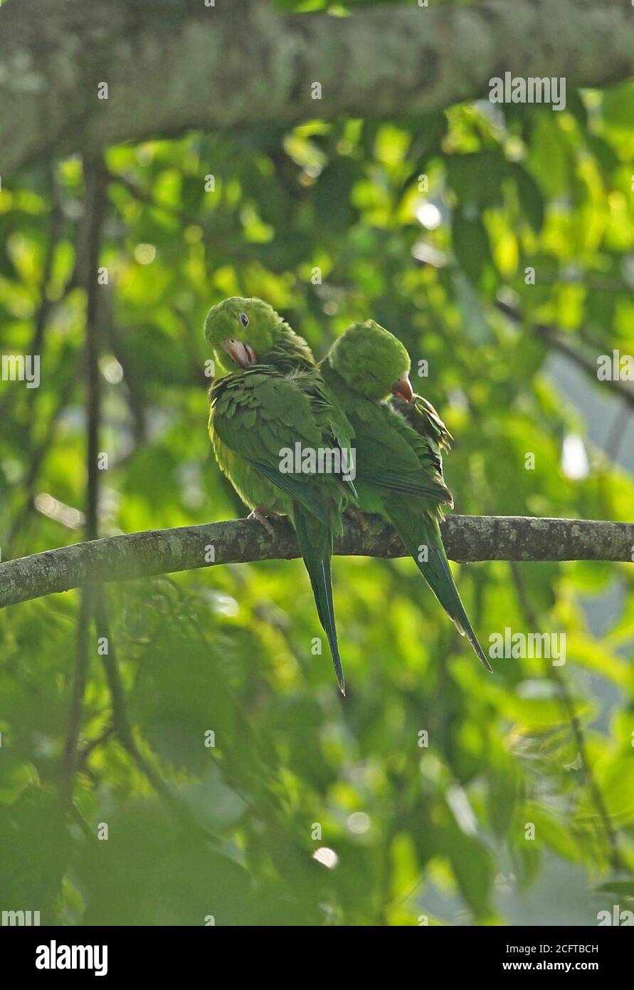 Plain Parakeet (Brotogeris tirica) two adults perched on branch preening  REGUA, Atlantic Rainforest, Brazil         July Stock Photo