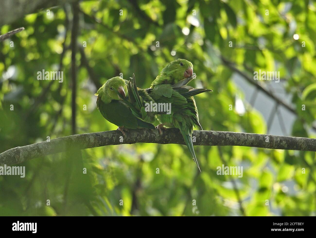 Plain Parakeet (Brotogeris tirica) two adults perched on branch preening  REGUA, Atlantic Rainforest, Brazil         July Stock Photo