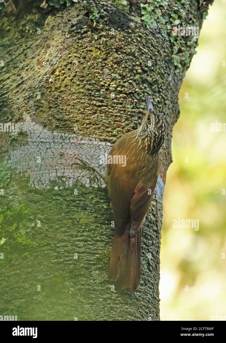 Planalto Woodcreeper (Dendrocolaptes platyrostris platyrostris) adult clinging to tree trunk  Atlantic Rainforest, Brazil         June Stock Photo