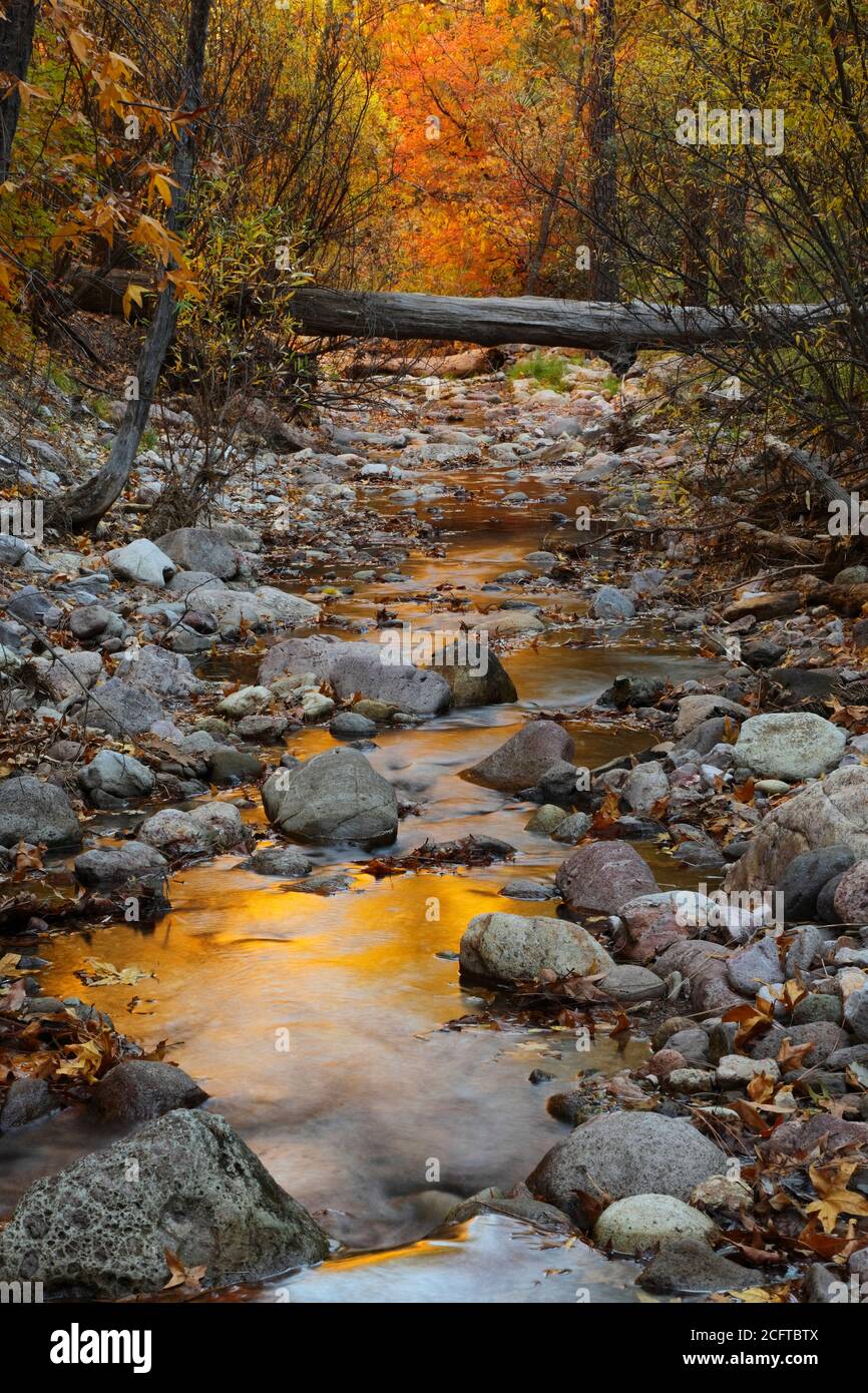 Chiricahua Mountains  Coronado N.F.  AZ / NOV Warm tones of Sycamore  Canyon Maple and willow reflect in placid pools on the gently cascading Cave Cre Stock Photo