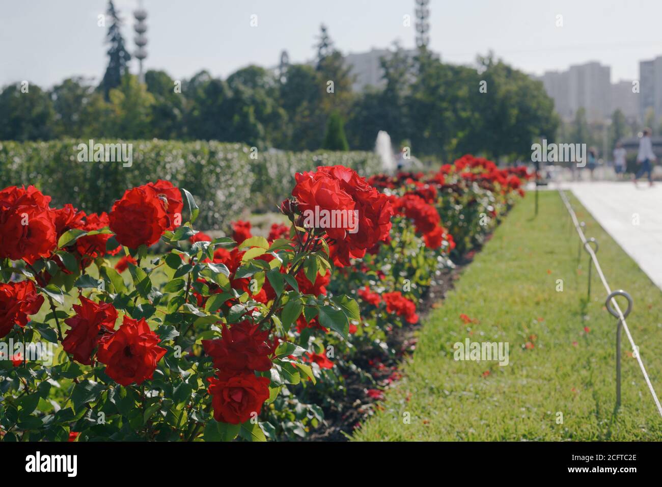 Red rose bushes close up in a public park, vintage toned. Beautiful landscape design in urban parks Stock Photo