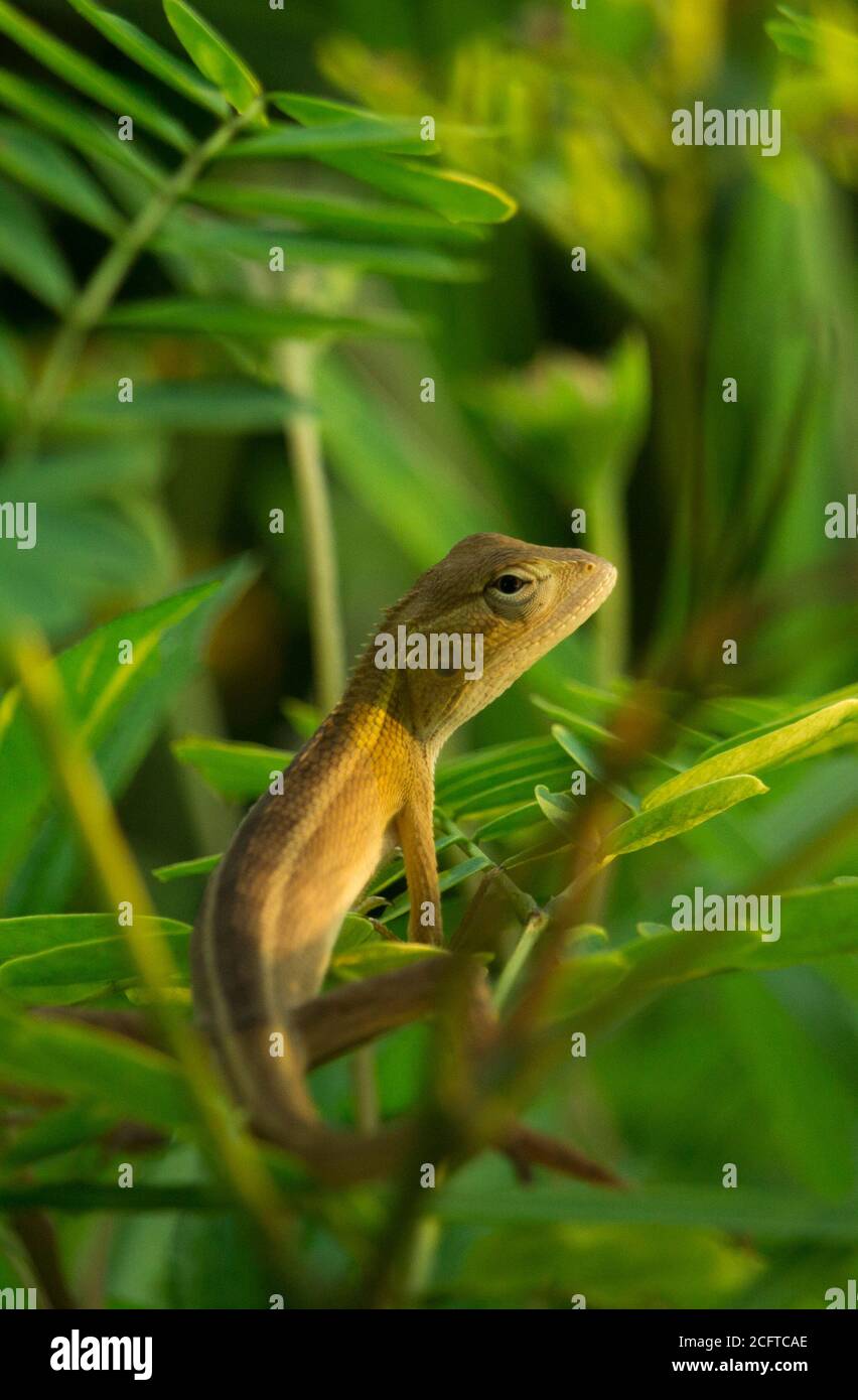 A Scincella reevesii rest on a leaf Stock Photo