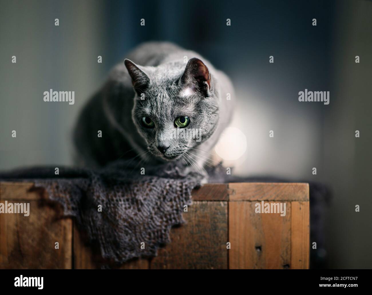 Studio Portrait of a Russian Blue Cat Stock Photo - Alamy