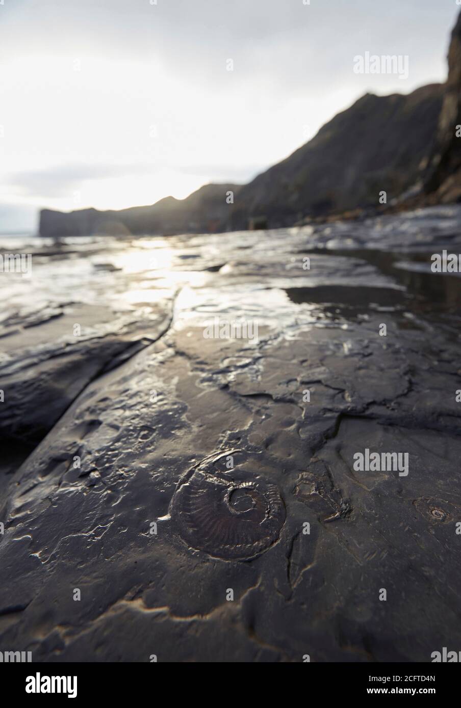 Ammonite fossil in bedrock near Sandend, north of Whitby, North Yorkshire. One of the best places on the east coast to go fossil hunting. Stock Photo
