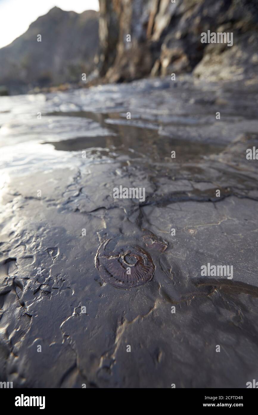 Ammonite fossil in bedrock near Sandend, north of Whitby, North Yorkshire. One of the best places on the east coast to go fossil hunting. Stock Photo