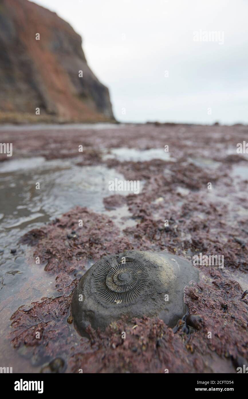 Ammonite fossil in bedrock near Sandend, north of Whitby, North Yorkshire. One of the best places on the east coast to go fossil hunting. Stock Photo