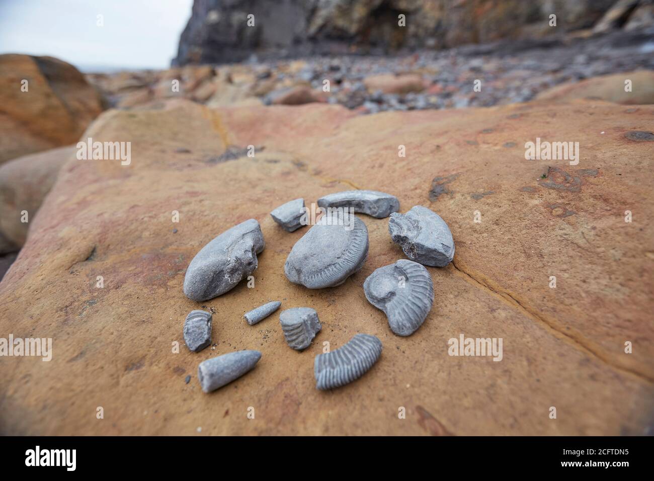 Fossils on a rock near Sandend, north of Whitby, North Yorkshire. One of the best places on the east coast to go fossil hunting. Stock Photo