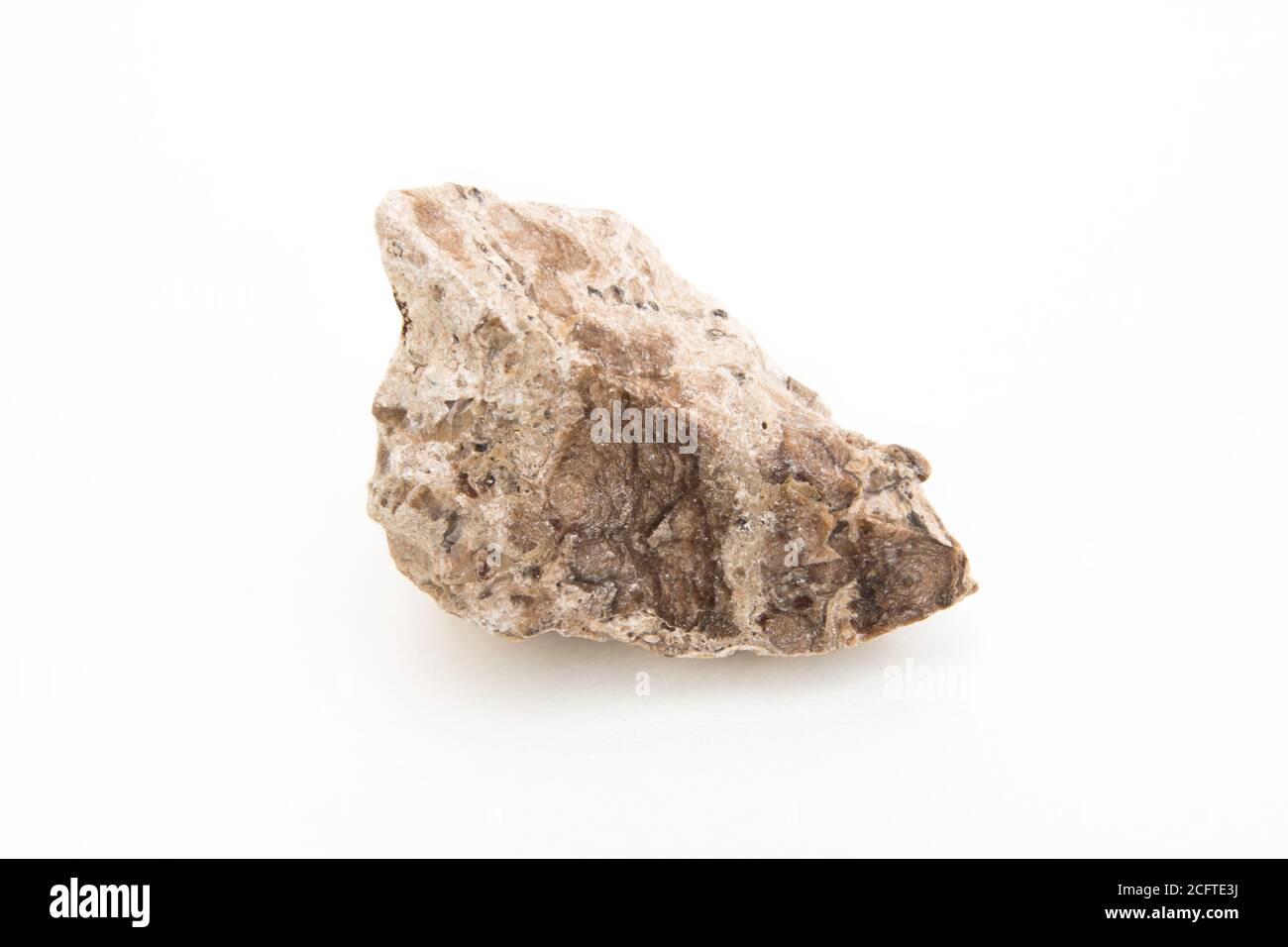 detail of cyanophyta fossil isolated over white background Stock Photo