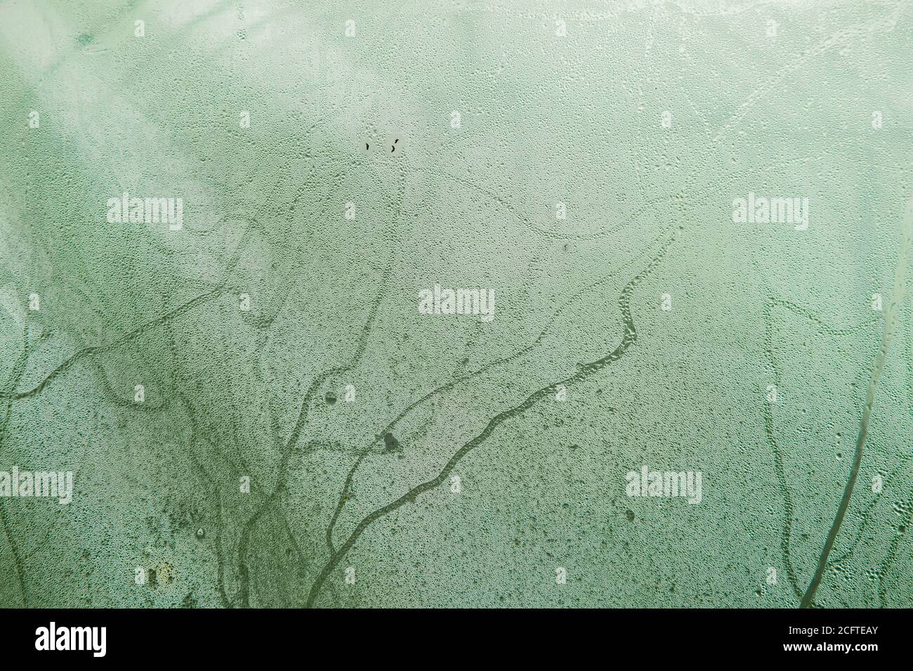 Art tone abstract pattern light green nature texture background Stock Photo