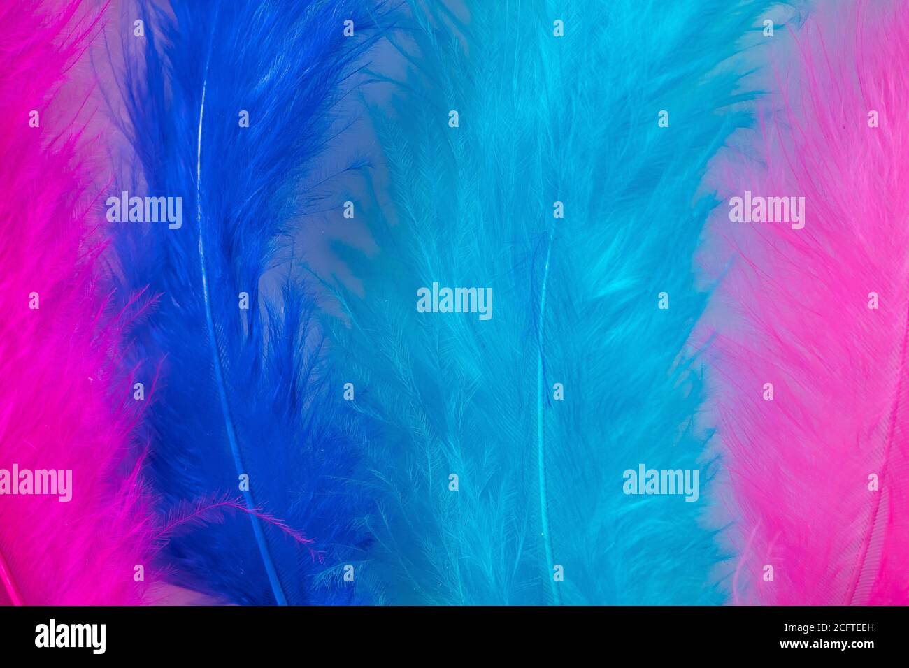 Violet and blue feathers for boa close-up. Background for carnival design. Stock Photo