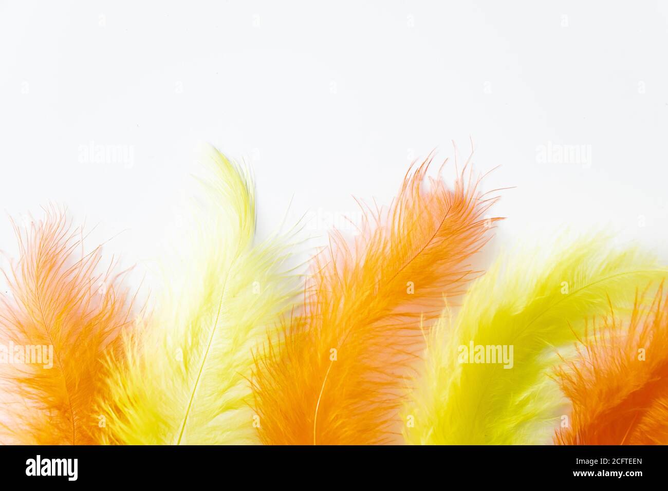 Yellow and orange feathers on a white background. The process of creating decorations for the holiday, feather for boa. Background for design. Stock Photo