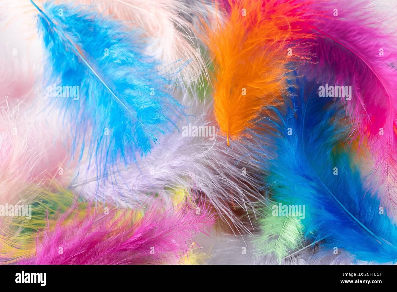 Many light multi-colored feathers for a carnival costume. The process of creating decorations for the holiday, feather for boa. Background for design. Stock Photo