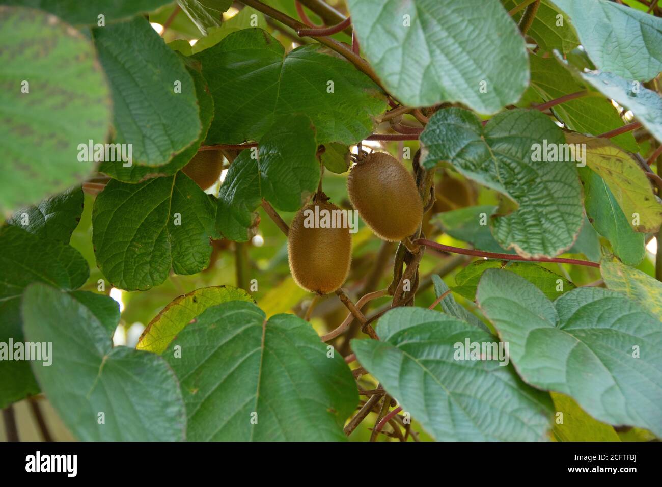 Kiwi fruit on a tree (Actinidia deliciosa) in autumn Stock Photo