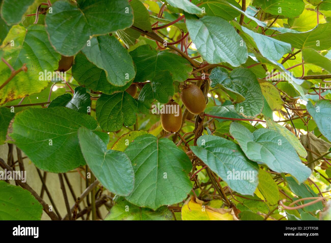 Kiwi fruit on a tree (Actinidia deliciosa) in autumn Stock Photo