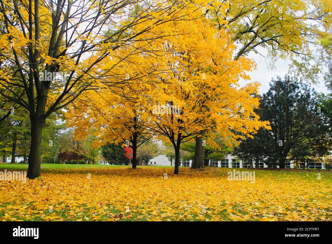 Fall Trees, Illinois Stock Photo