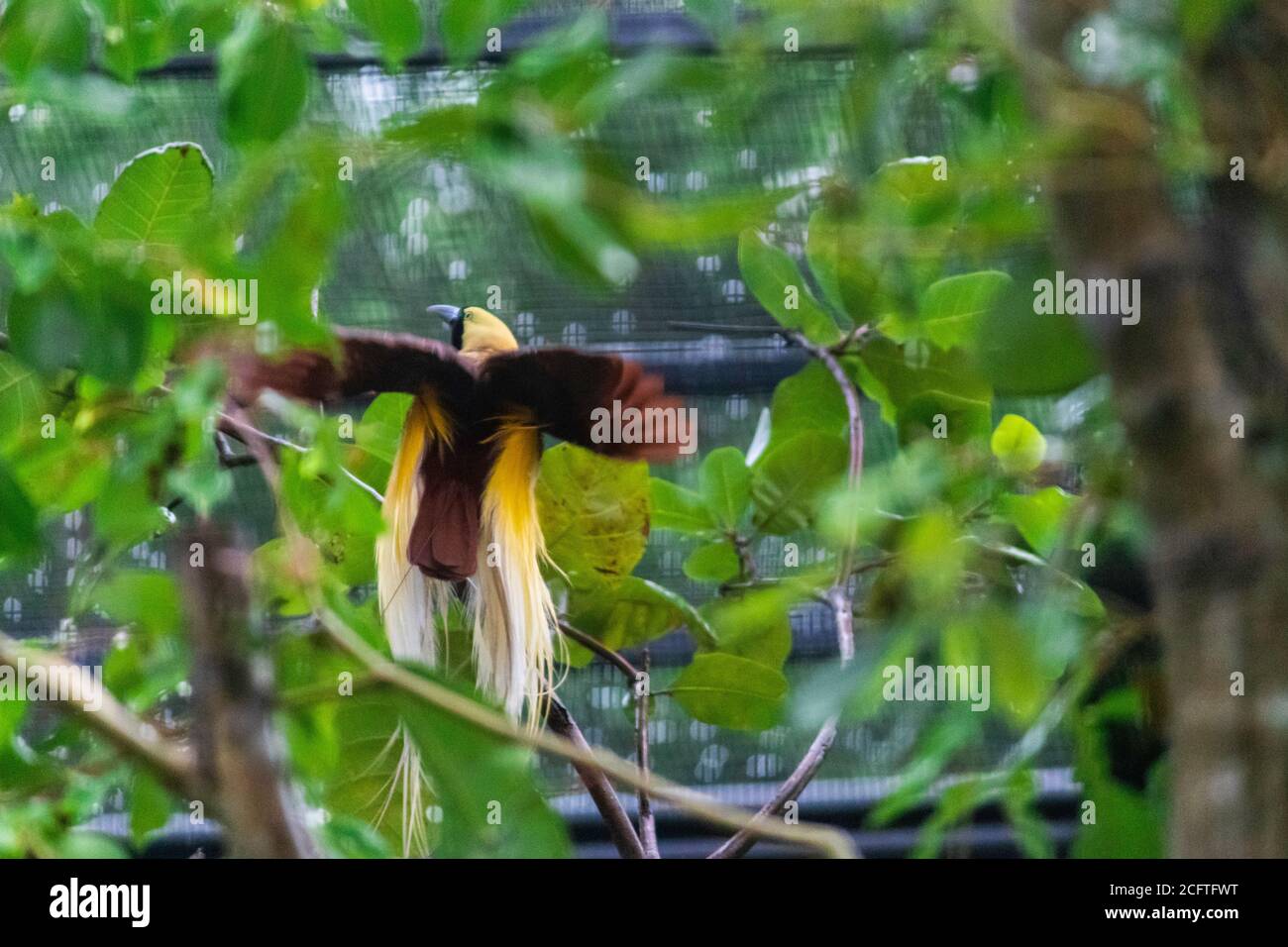 Greater Bird of Paradise about to fly away showing its full wingspan from back photograph. Stock Photo