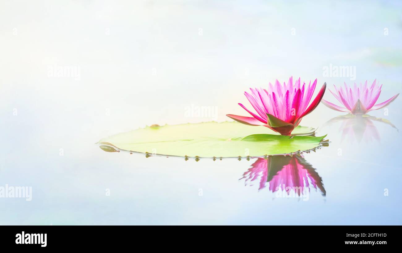 Lily water on the lake, Pink lotus flower on the water in the morning Stock Photo