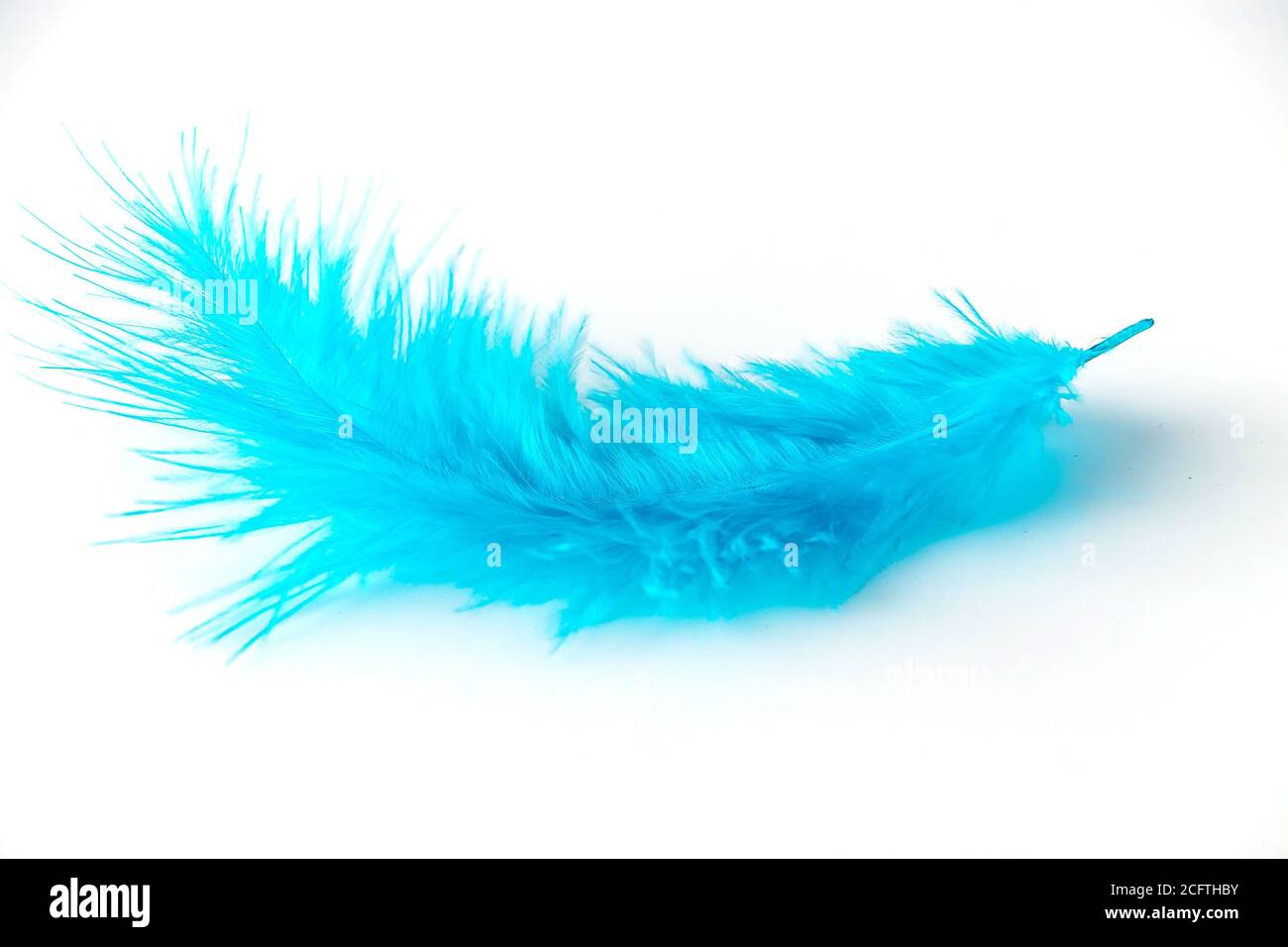 Blue feather on a white background close-up. Beautiful blue bird ...