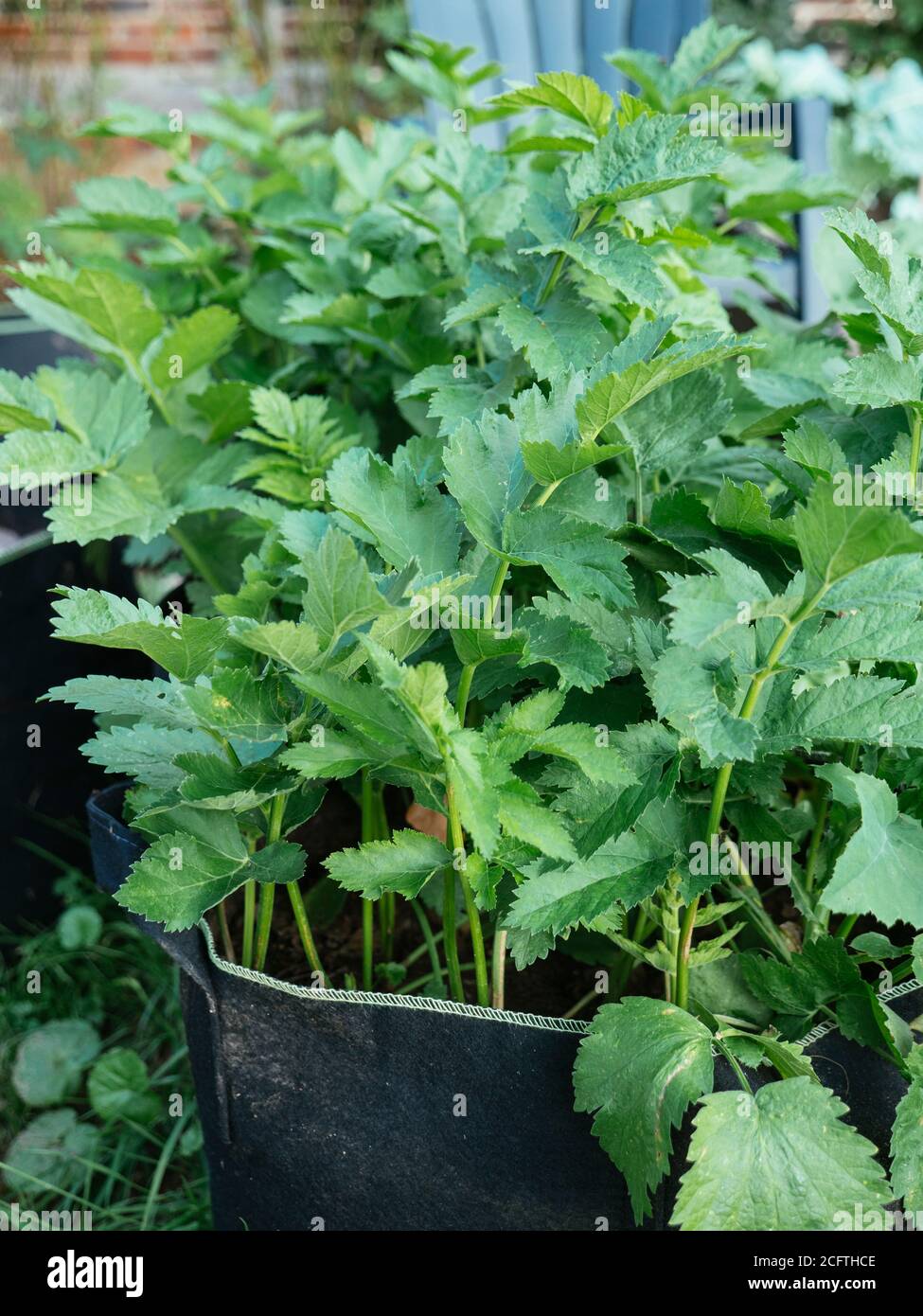 https://c8.alamy.com/comp/2CFTHCE/parsnips-in-grow-bags-2CFTHCE.jpg