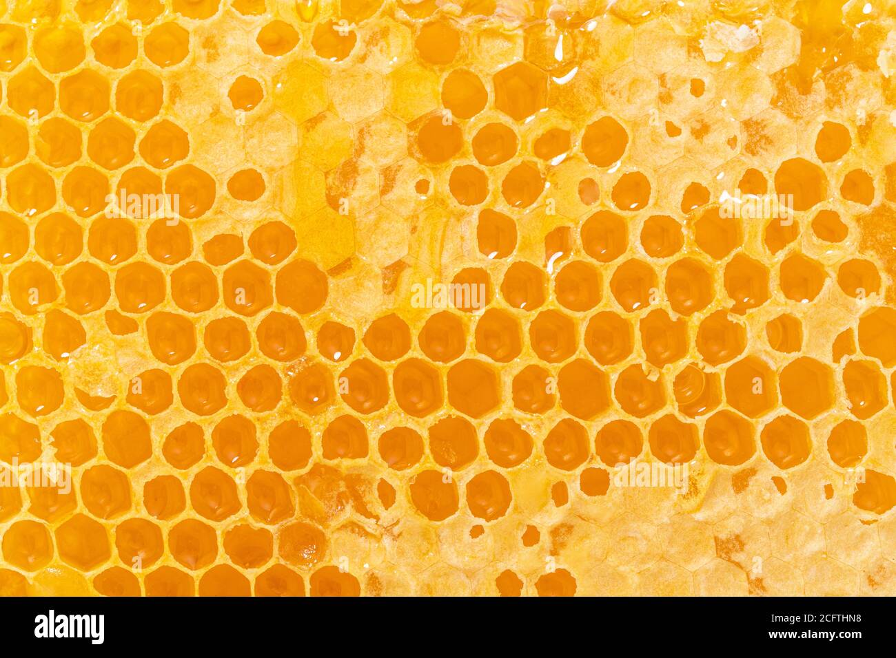 Hive Texture Background texture and pattern of a section of wax honeycomb from a bee ...