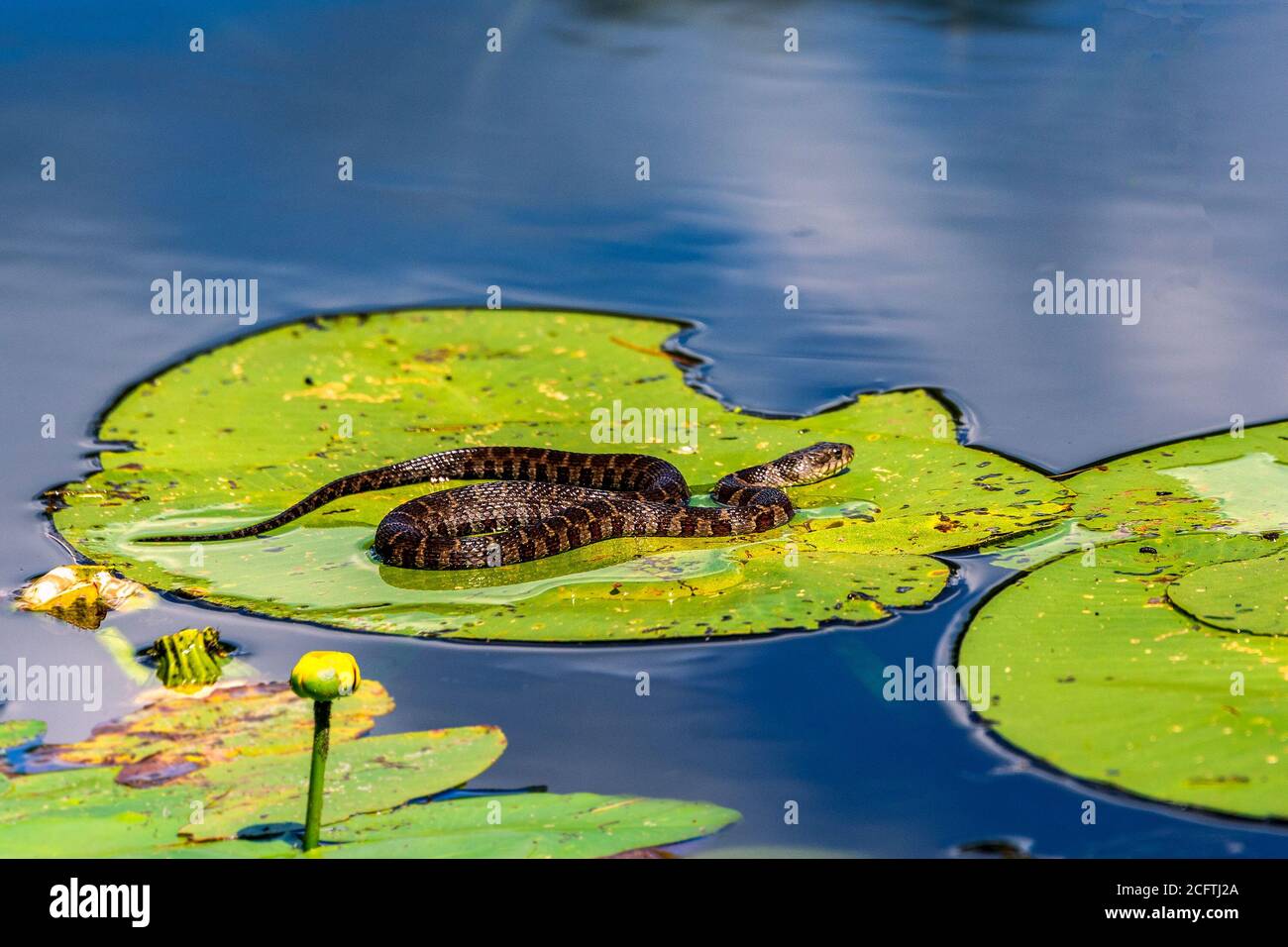 A water snake lies on a water lily leaf on a lake and bask in the sun Stock Photo