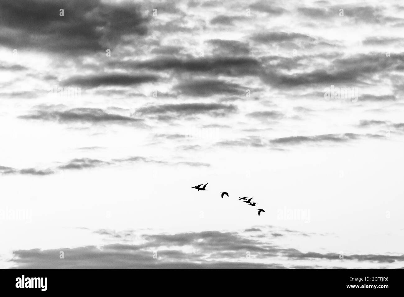 A flock of geese in flight in late summer Stock Photo