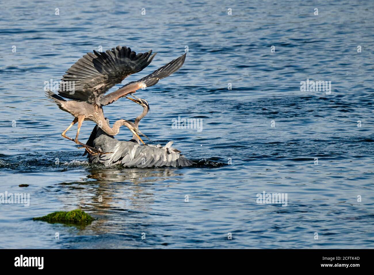 Two fighting herons, Courtenay, Vancouver Island  British Columbia, Canada Stock Photo