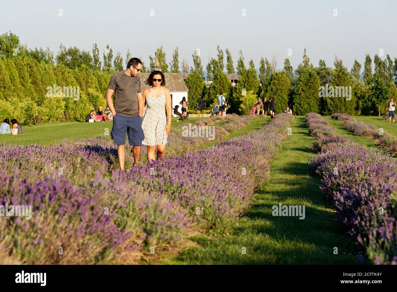 A young couple in the lavender fields in the Seigneurie on Île d'Oléans, Quebec, Canada Stock Photo