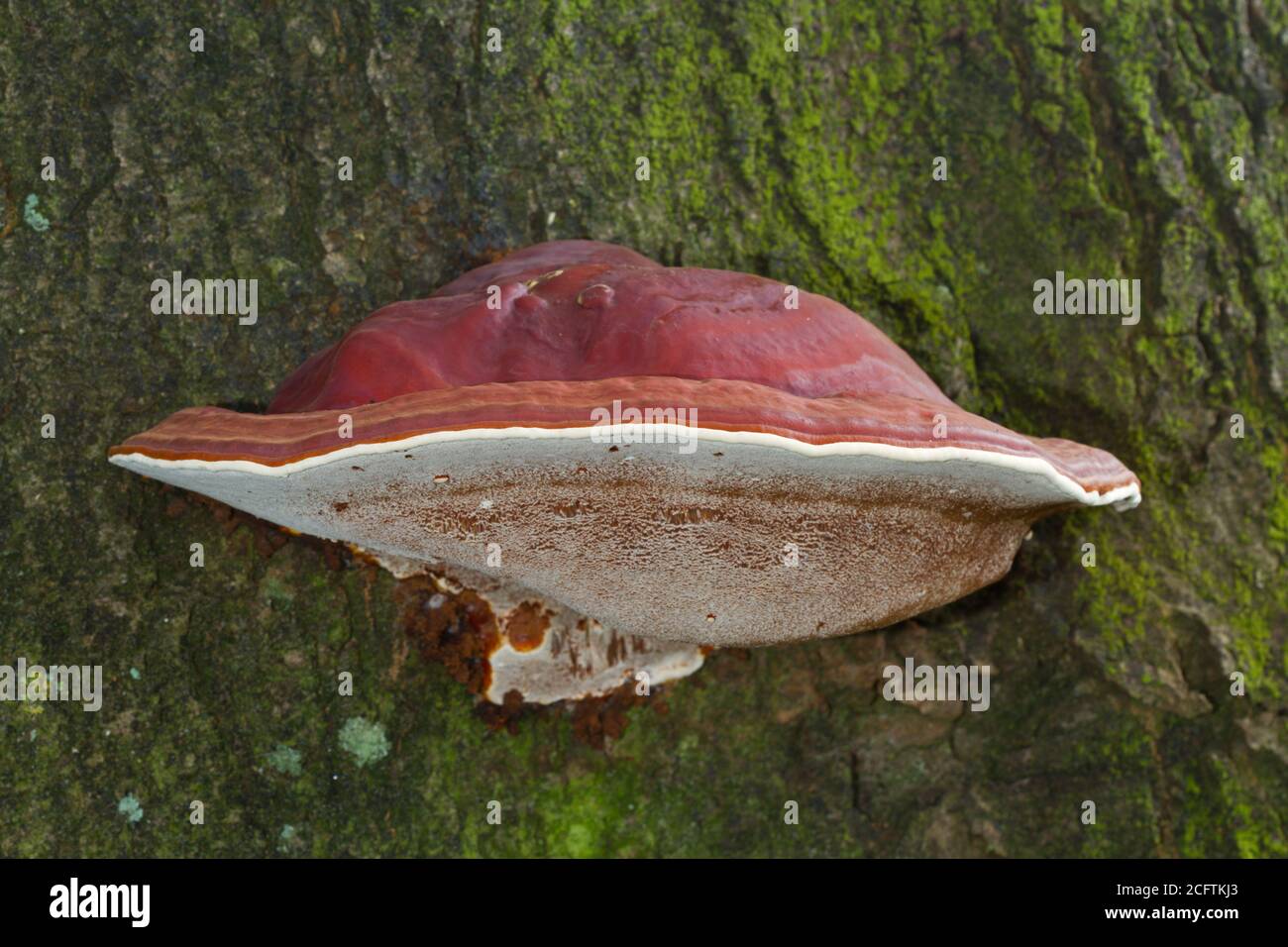 Beautiful reddish brown fruitbody of Ganoderma lucidum on an Oak tree Stock Photo