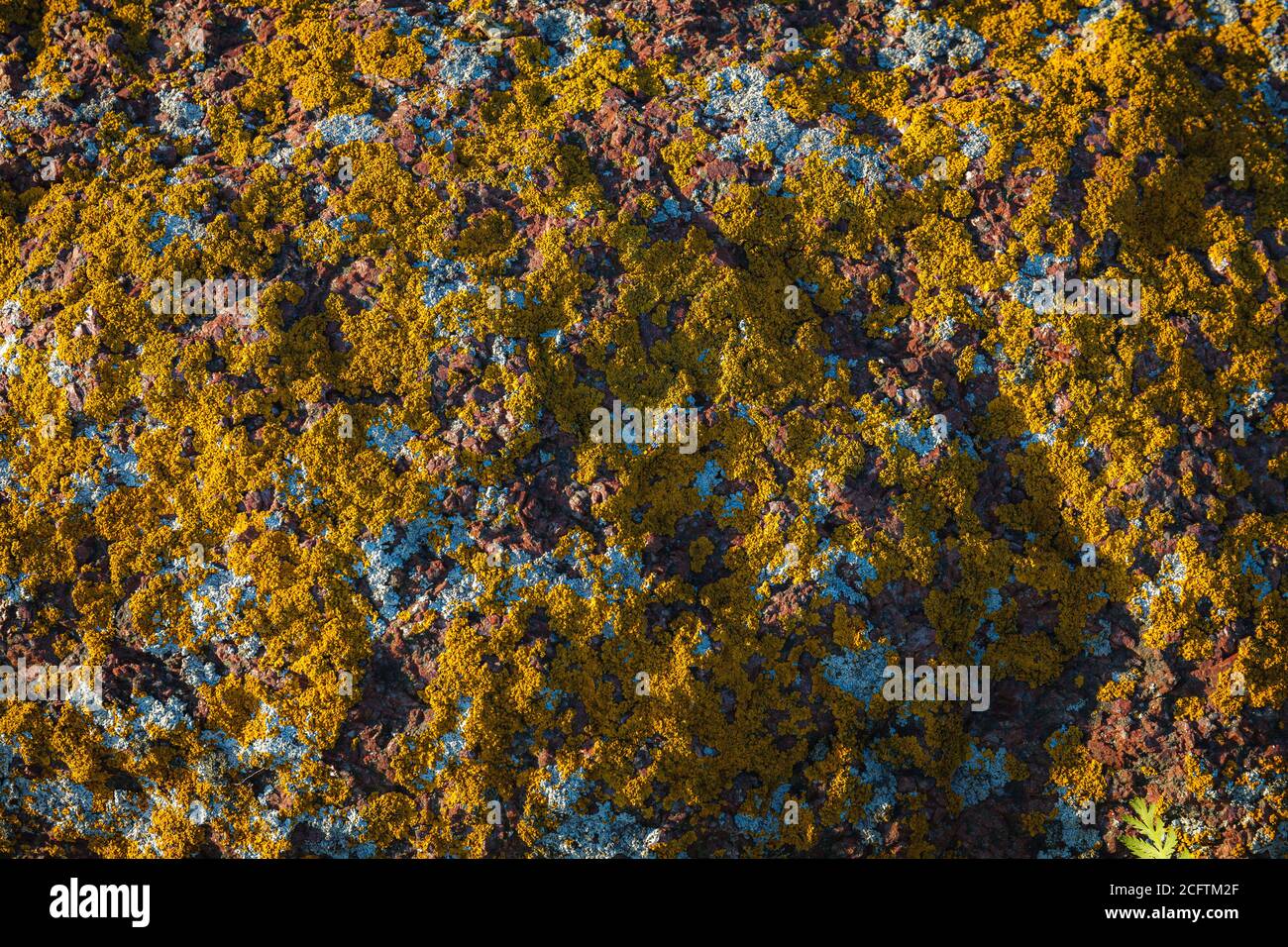 Natural beautiful patterns / Lichen on stones Stock Photo