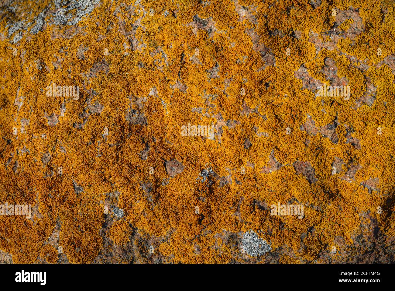 Natural beautiful patterns / Lichen on stones Stock Photo