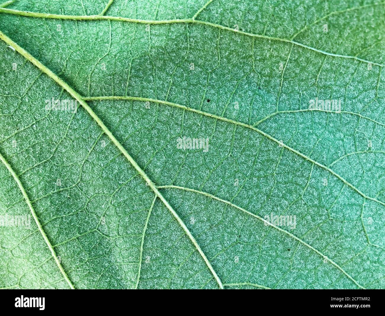 Green leaf background texture, macro Stock Photo - Alamy